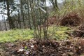 Pflanzung Baum des Jahres 2014 am Kohlberg